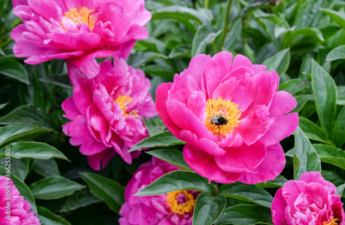 pink and yellow peony flowers and bee