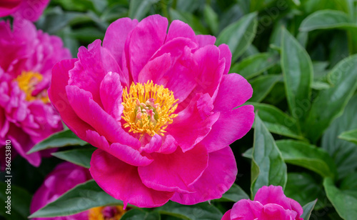 pink and yellow peony flower