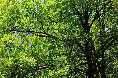 fondo natural con ramas y hojas verdes atravesadas por la luz del sol en verano