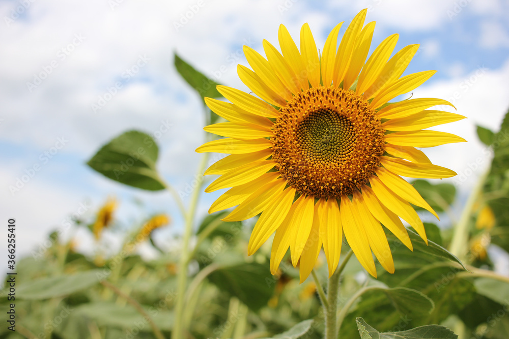 Close-up of yellow sunflower in the summer field against blue cloudy sky. Selective focus Close-up of yellow sunflower in the summer field against blue cloudy sky. Selective focus