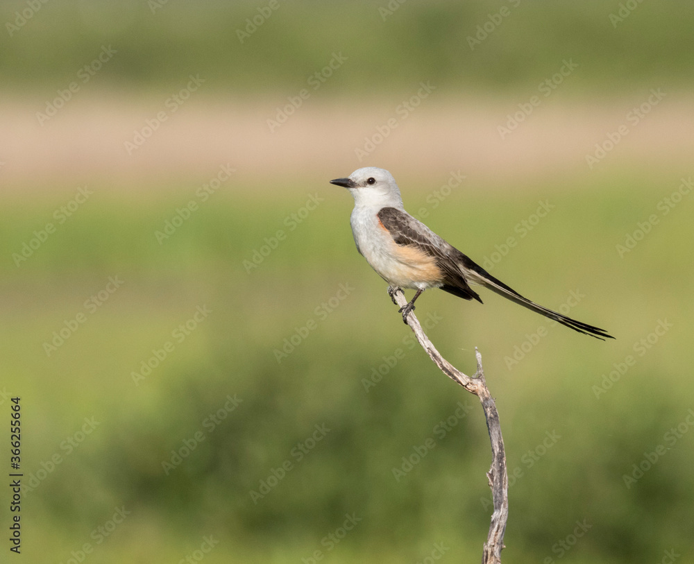 The scissor tailed flycatcher (Tyrannus forficatus) perched on the branch, Texas The scissor tailed flycatcher (Tyrannus forficatus) perched on the branch, Texas