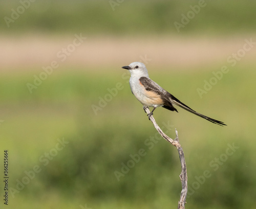 The scissor tailed flycatcher (Tyrannus forficatus) perched on the branch, Texas