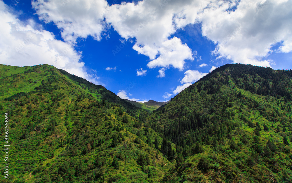 Green tops of mountains with trees against a blue sky. Summer mountain landscape. Tourism and travel.