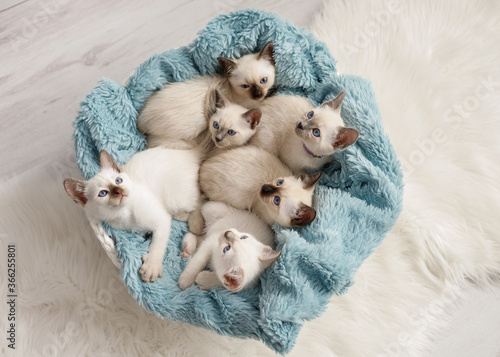 Brood covey of thai cats studio shot sitting on the white background
