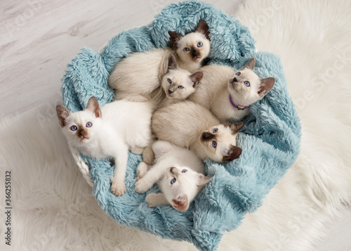 Brood covey of thai cats studio shot sitting on the white background
