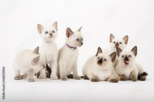 Brood covey of thai cats studio shot sitting on the white background