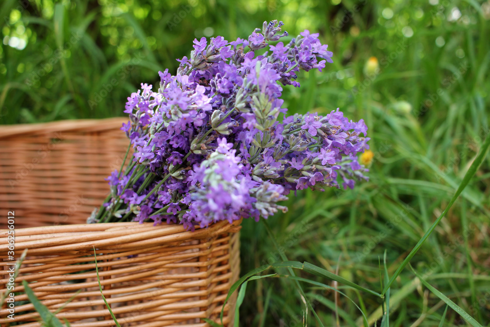 Fototapeta premium Bunch of purple lavender flowers in wicker basket in the summer garden. Natural green blurred background. Selective focus