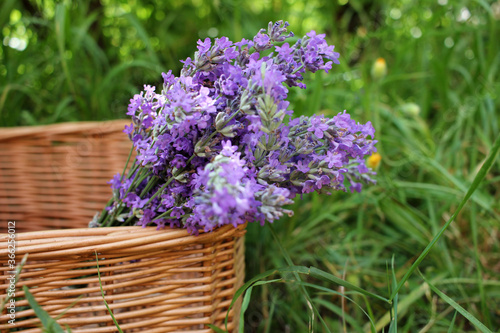 Bunch of purple lavender flowers in wicker basket in the summer garden. Natural green blurred background. Selective focus