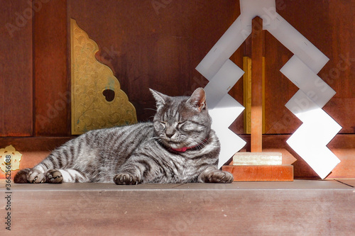 A tabby cat at Umenomiya Taisha (梅宮大社) Shrine. November 12, 2017, Kyoto, Japan. photo