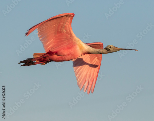  The roseate spoonbill with spread wings flying in blue sky  closeup