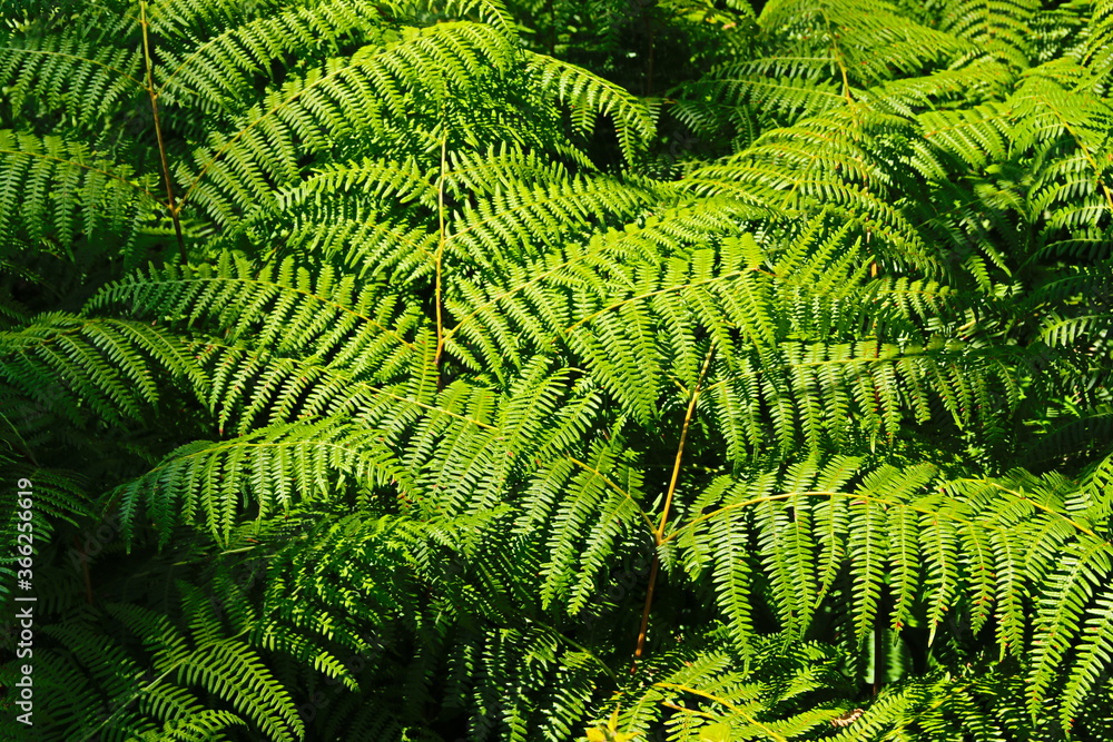 hojas verdes y plantas de montaña en verano hojas verdes y plantas de montaña en verano