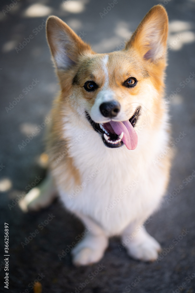 border collie puppy