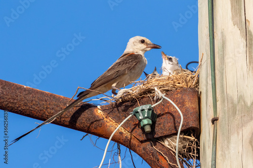 The scissor tailed flycatcher (Tyrannus forficatus) feeding 
 nestlings on the blue sky background, close upTexas photo