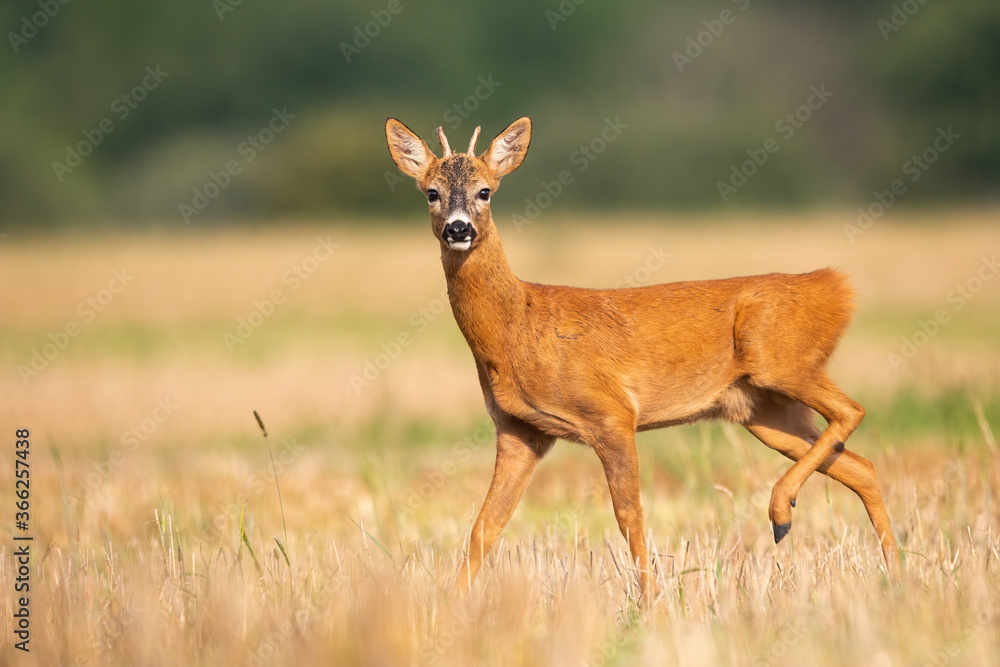 Juvenile roe deer, capreolus capreolus, walking on stubble field during the summer. Young roebuck with short antlers facing camera. Wild animal moving in countryside. Juvenile roe deer, capreolus capreolus, walking on stubble field during the summer. Young roebuck with short antlers facing camera. Wild animal moving in countryside.