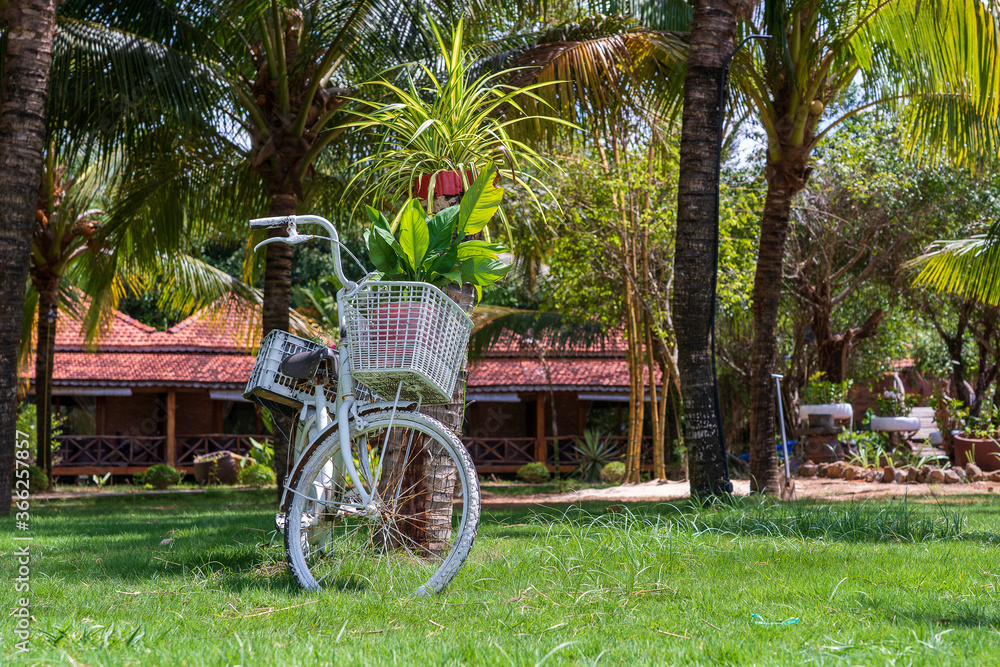 White vintage bike with basket of decorative plants in garden next to tropical beach on island Phu Quoc, Vietnam. Travel and nature concept