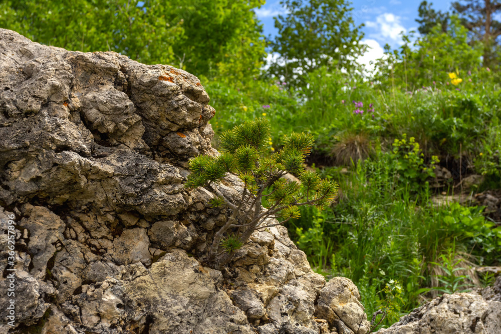 Subalpine meadows - rocky soil where rare plant species grow.