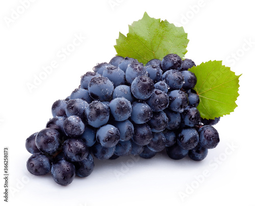 Bunch of wet blue grapes with leaves isolated on white background