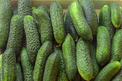 Green cucumbers. Fresh produce from the Farmers Market.