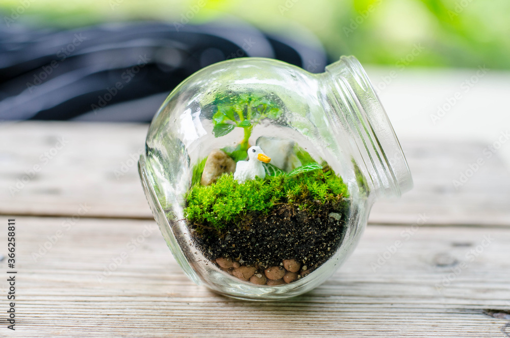 mini plant in a glass jar for your design mini plant in a glass jar for your design