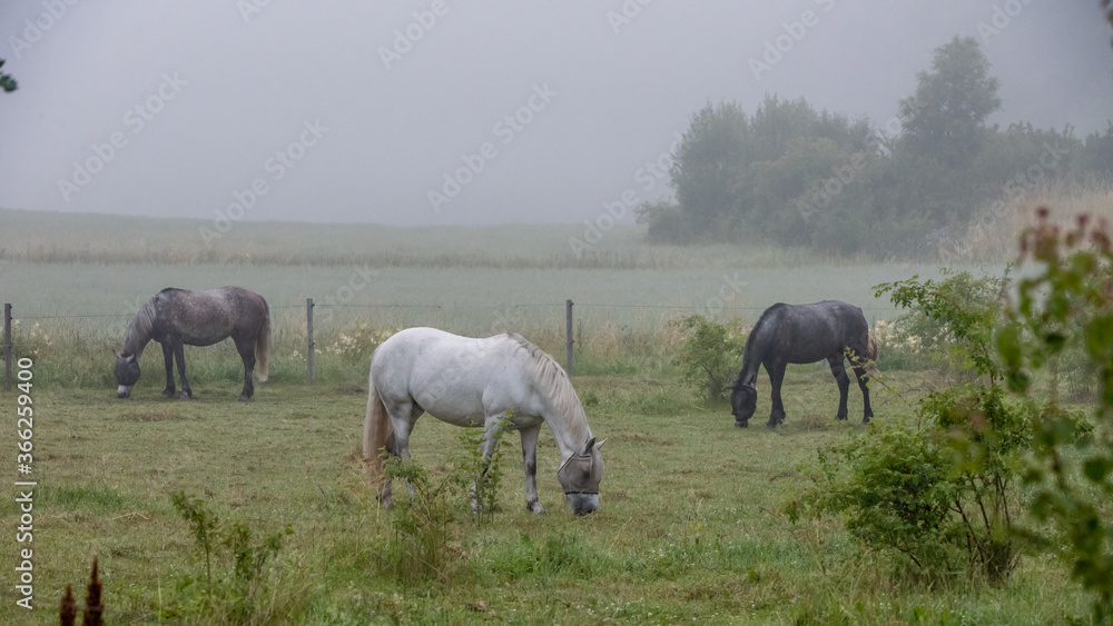 Three horses in a pasture a foggy morning Three horses in a pasture a foggy morning