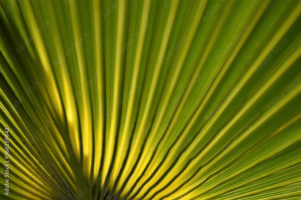 Patterns and shapes in nature Patterns and shapes in nature