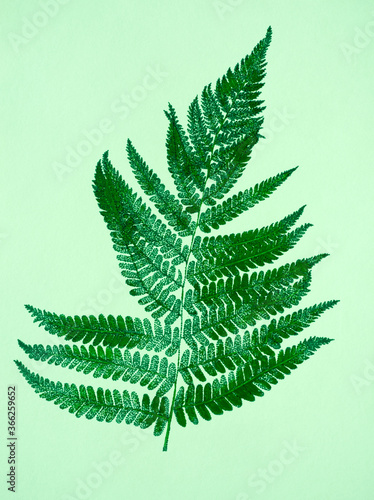 Fern leaf on light green background. Hand drawn botanical illustration