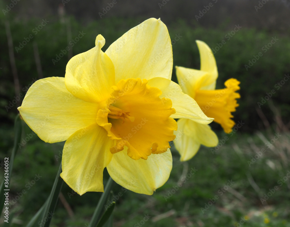 a close up of two wild yellow daffodils growing at the edge of woodland a close up of two wild yellow daffodils growing at the edge of woodland