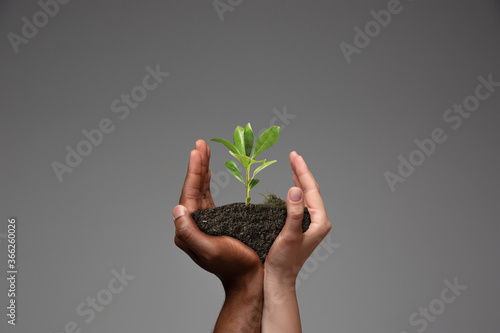 Fotografi Human hands holding a fresh green plant, symbol of growing business, environmental conservation and bank savings