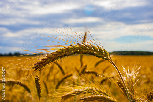 Ears of wheat on a field