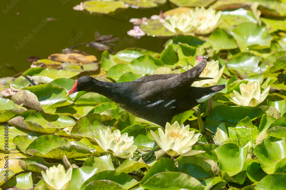 the bird is catching a frog in water lilies