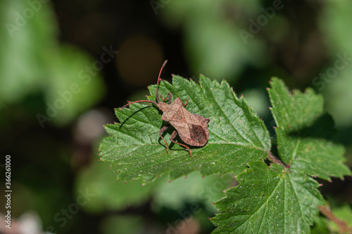 Little bug sunbathing on a mulberry leaf
