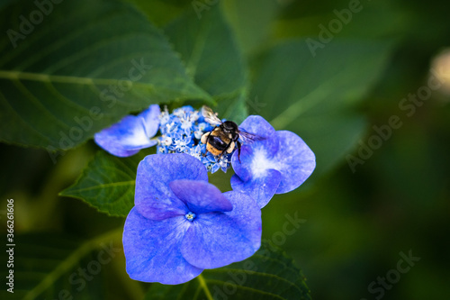 紫陽花と蜂