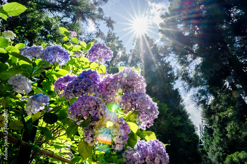 紫陽花と太陽