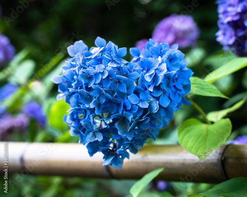 紫陽花（ハート）