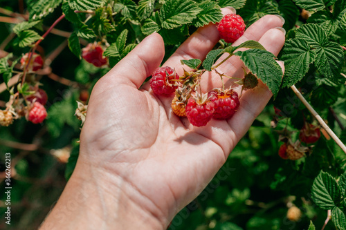 Growing raspberries in the country. A branch on a raspberry Bush with ripe pink berries in the hand of a gardener close-up when harvesting in summer.