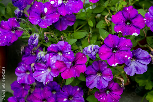 Floriculture. Petunia in bloom . Purple Petunia flowers in pots on the street close - up with selective focus.
