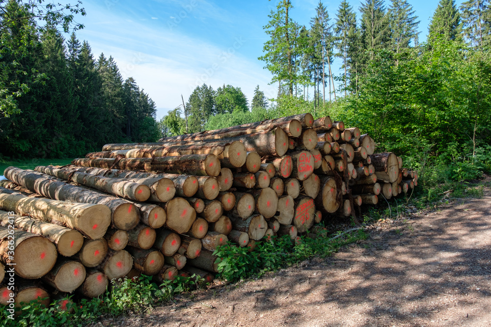 Aufgestapelte Baumstämme an einem Weg (Waldwirtschaft / Forstwirtschaft)
