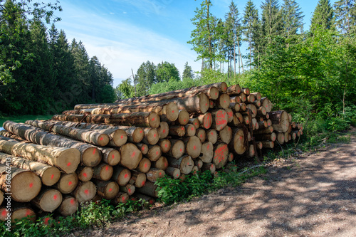 Aufgestapelte Baumstämme an einem Weg (Waldwirtschaft / Forstwirtschaft)
