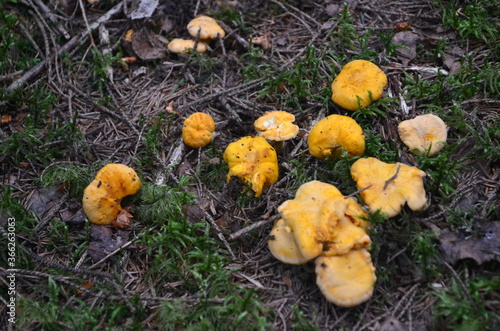 Wild yellow delicacy chanterelle mushrooms in the forest. Yellow Chanterelles, Cantharellus cibarius