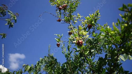 Pomegranate tree. Blue sky. Beautiful red fruit.