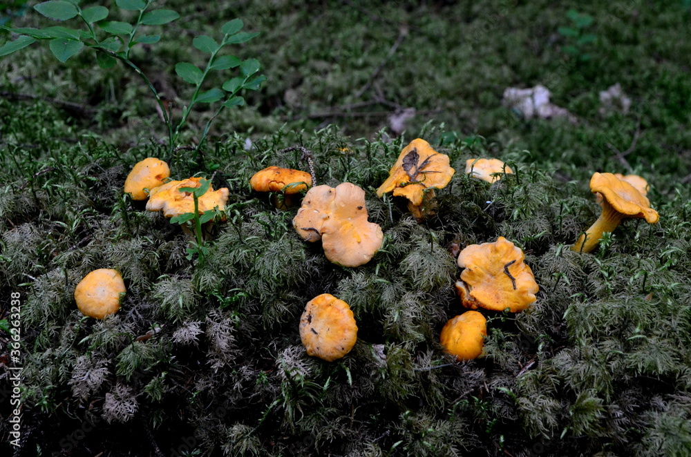 Wild yellow delicacy chanterelle mushrooms in the forest. Yellow Chanterelles, Cantharellus cibarius Wild yellow delicacy chanterelle mushrooms in the forest. Yellow Chanterelles, Cantharellus cibarius