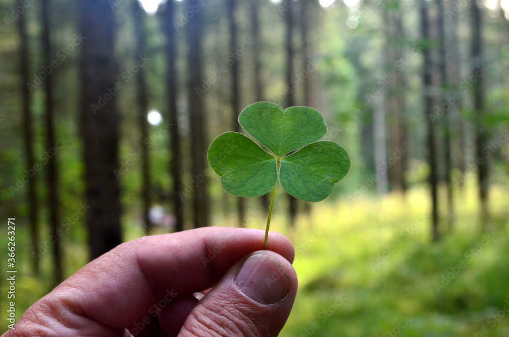Common wood-sorrel (Oxalis acetosella) on a forest background. One wood sorrel leaf