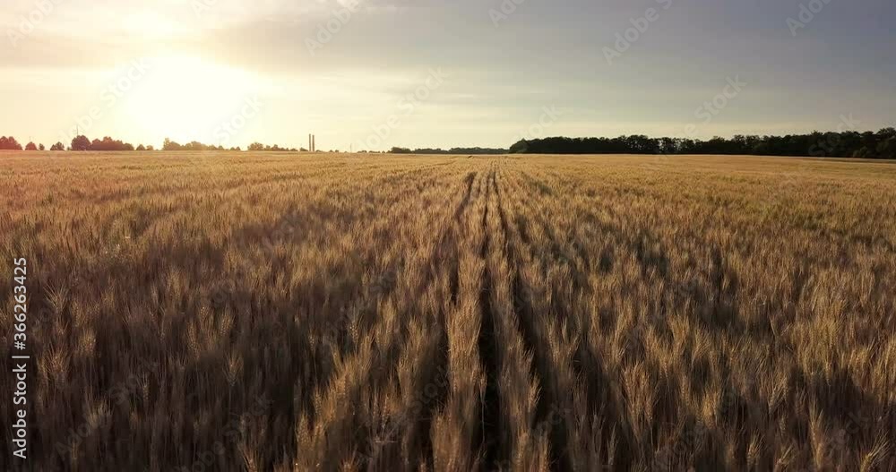 Aerial view. Flight above the ripe golden wheat field at sunrise Aerial view. Flight above the ripe golden wheat field at sunrise