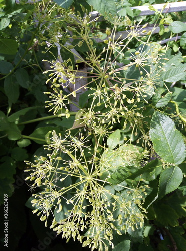 close up of a green plant