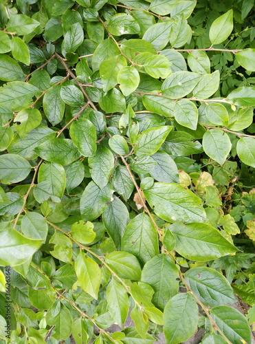 green leaves in the pond