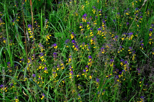 Purple and yellow summer flowers Melampyrum nemorosum in the forest. Flowering Wood Cow-wheat photo