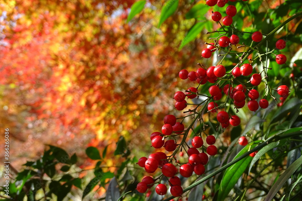 Obraz premium 南天