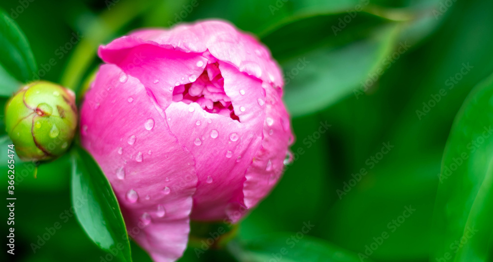 Blossoming flowers of peony bouquet of tender pink color. Blossoming flowers of peony bouquet of tender pink color.