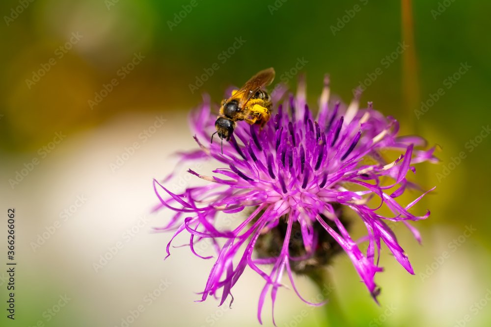 Biene Honig Skabiosen-Flockenblume Bestäubung Centaurea scabiosa Pollen Nektar Staubgefäße Blume magenta Farbe Apis mellifera Makro Nahaufnahme Details Farbenfroh Insekt Sammeln Schönheit Biene Honig Skabiosen-Flockenblume Bestäubung Centaurea scabiosa Pollen Nektar Staubgefäße Blume magenta Farbe Apis mellifera Makro Nahaufnahme Details Farbenfroh Insekt Sammeln Schönheit
