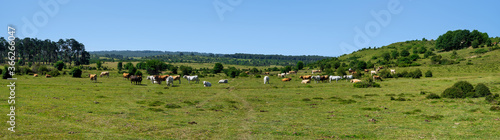 Urbasa meadows